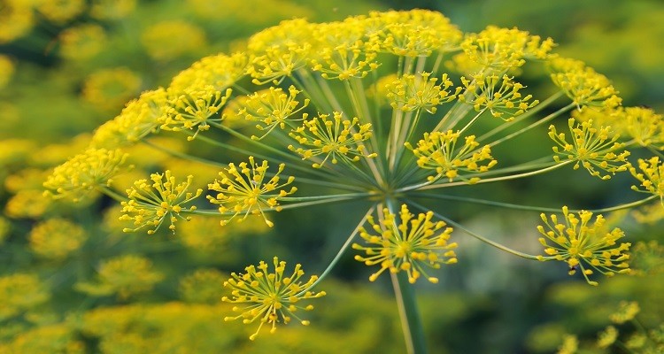 عرق گیاه اشق