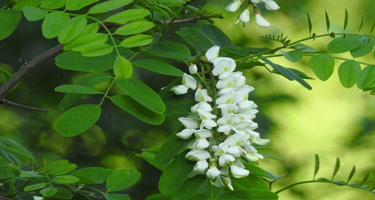 عرق گیاه اقاقیا