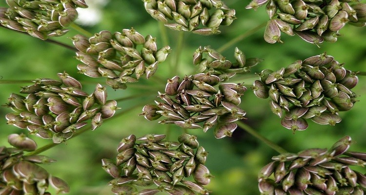عرق گیاه انیسون (بادیان)