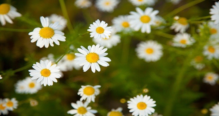 عرق گیاه بابونه