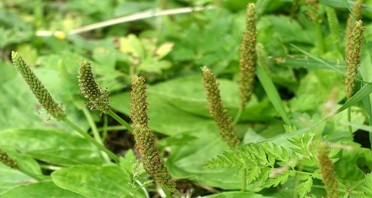 عرق گیاه بارهنگ