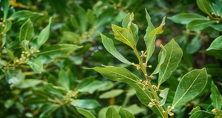 عرق گیاه برگ بو