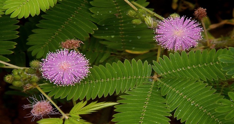 بسفایج