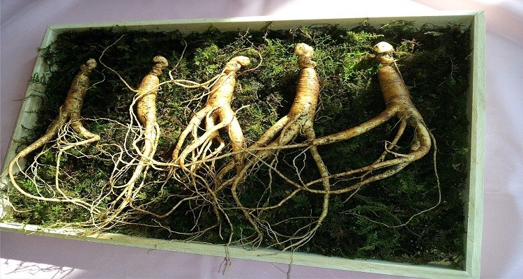 عرق گیاه جینسنگ