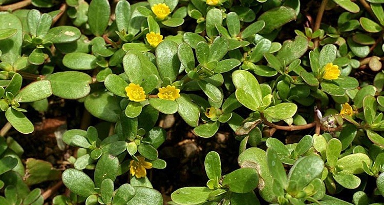 عرق گیاه خرفه