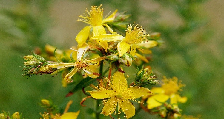 عرق گیاه علف چای (گل راعی)