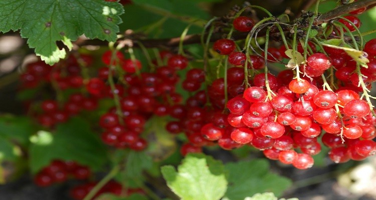 عرق گیاه قره قاط