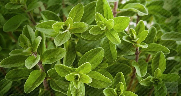عرق گیاه مرزنجوش (مرزنگوش)