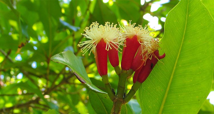 عرق گیاه میخک
