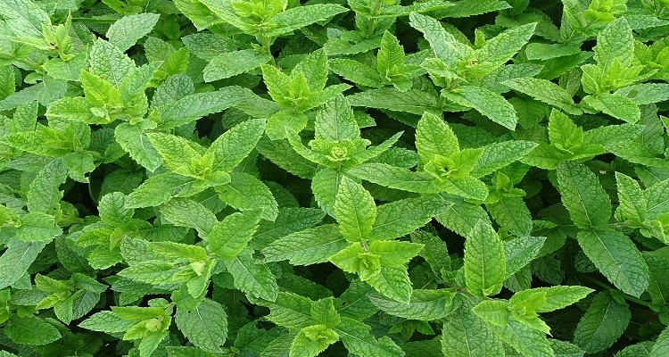 عرق گیاه نعناع