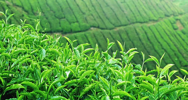 عرق گیاه چای سیاه