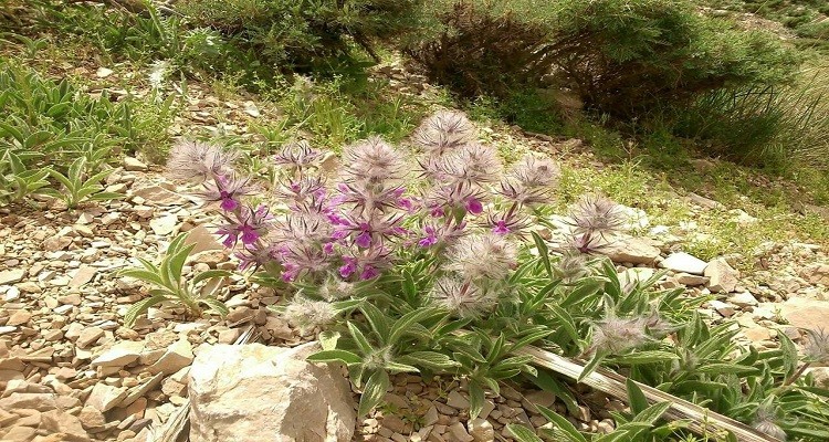 عرق گیاه چای کوهی