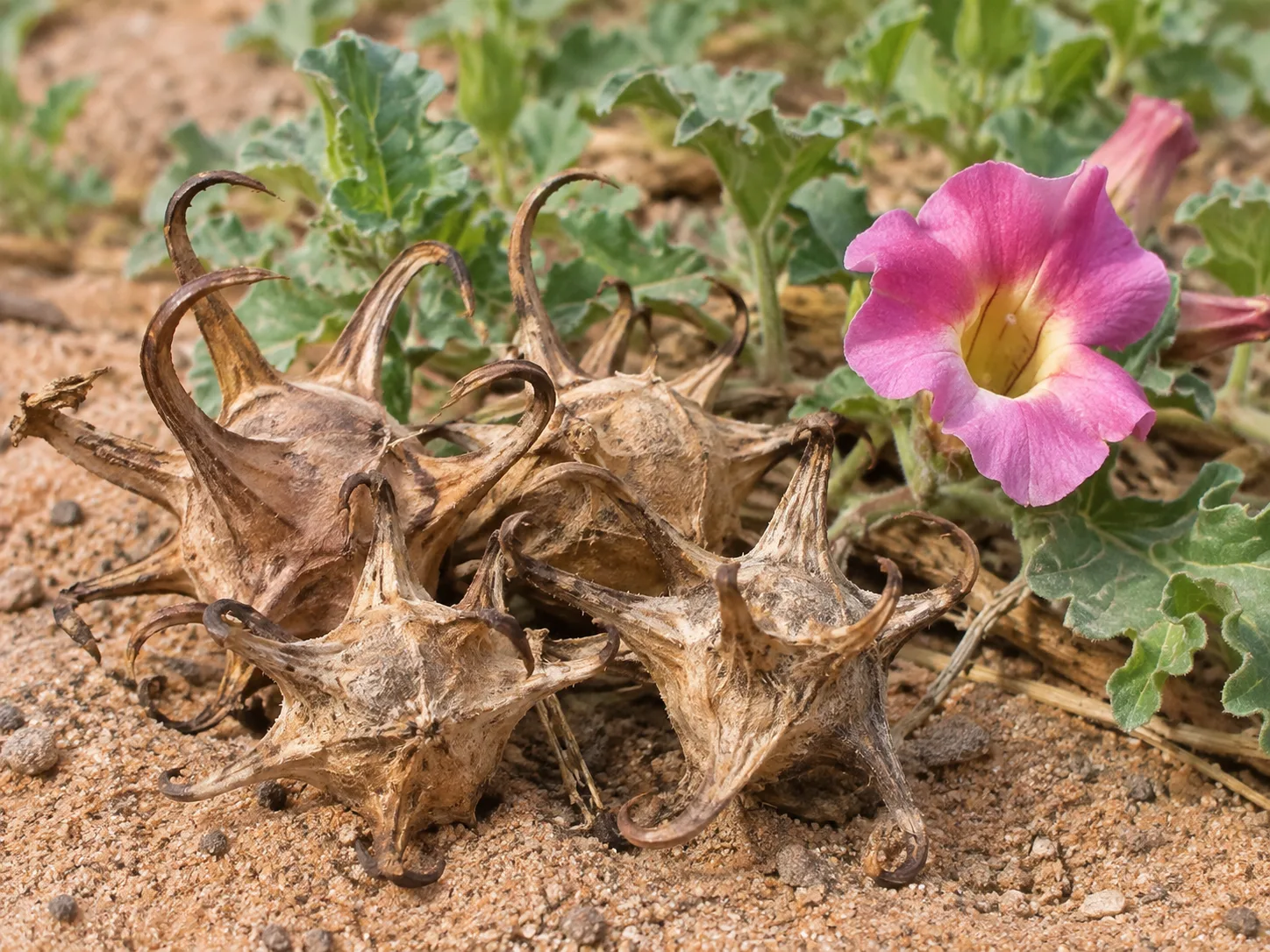 پنجه شیطان