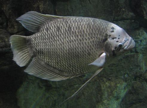ماهی اسفرانوس