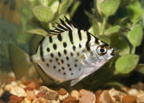 ماهی اسکات نقره ای