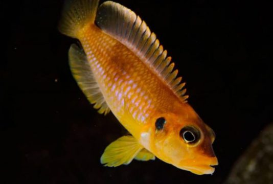 ماهی سیچلاید اسلاتوس