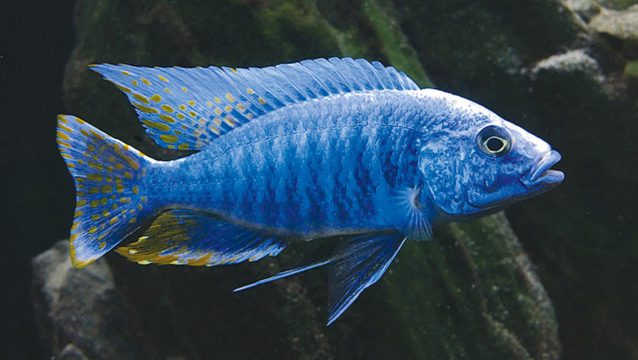 ماهی سیچلاید الکتریک بلو