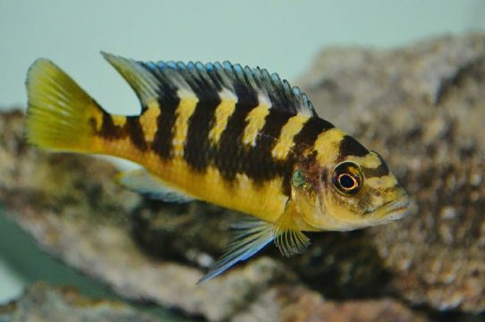 ماهی سیچلاید زنبوری