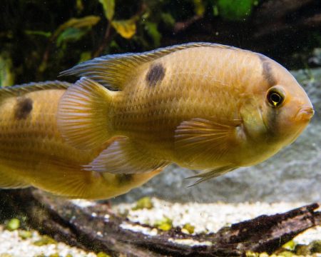 ماهی سیچلاید سوراخ کلیدی