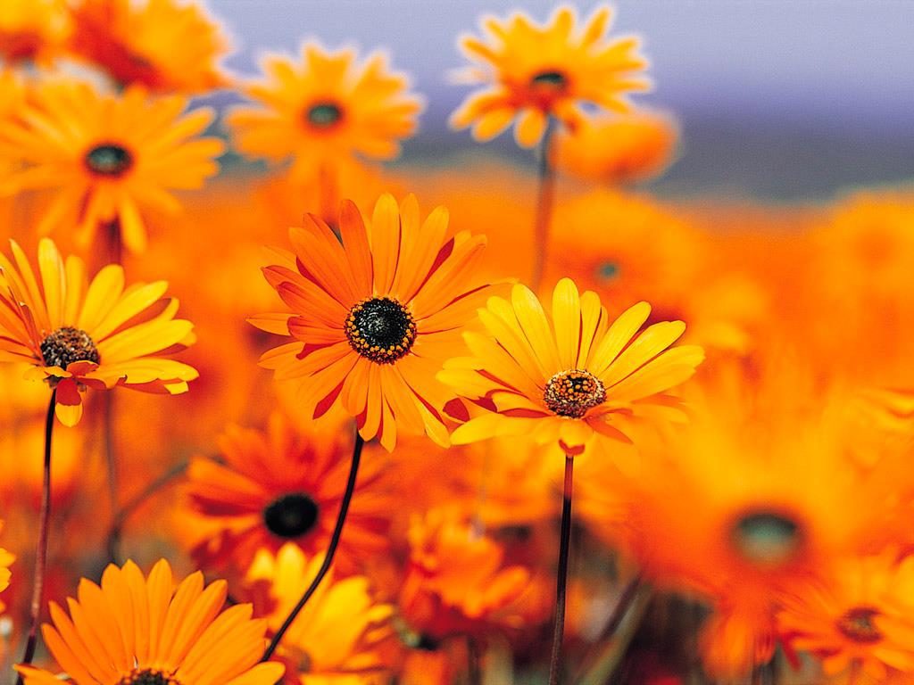 شهید هدی آقابابایی فرزند بشیر